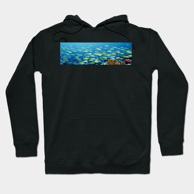 Reef scene (C010/5137) Hoodie by SciencePhoto